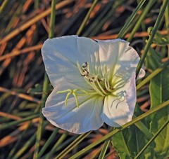 Oenothera centaurifolia