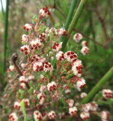 Erica lanata