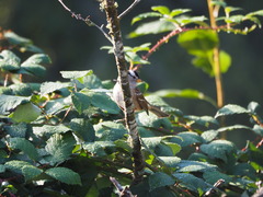 Zonotrichia leucophrys