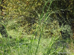 Foeniculum vulgare