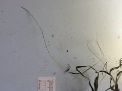 Muhlenbergia tenuiflora