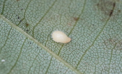 Caryomyia eumaris