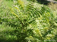 Ailanthus altissima