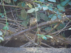 Zonotrichia atricapilla