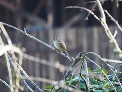 Zonotrichia leucophrys