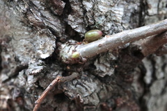 Andricus deciduatus