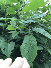 Rubus urticifolius