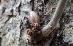 Andricus deciduatus