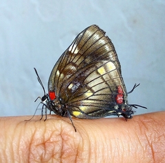 Panthiades paphlagon