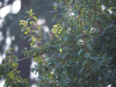 Zonotrichia leucophrys