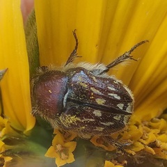 Euphoria subtomentosa