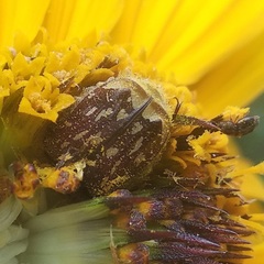 Euphoria subtomentosa