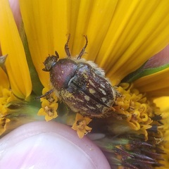 Euphoria subtomentosa