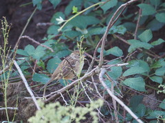 Zonotrichia atricapilla