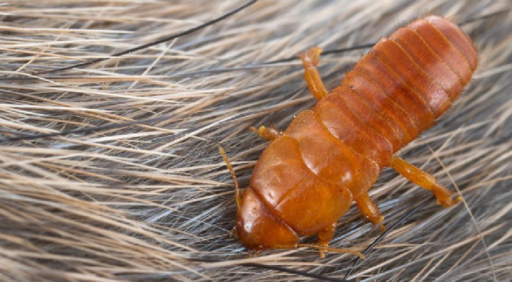 Hemimeridae
