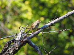 Zonotrichia atricapilla