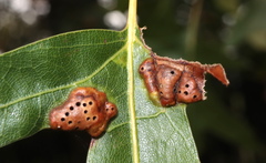 Callirhytis favosa