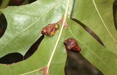 Callirhytis favosa