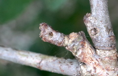 Neuroterus consimilis