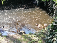 Alopochen aegyptiaca