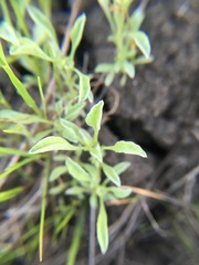 Hesperevax sparsiflora