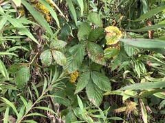Rubus densissimus