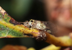 Teliapsocus conterminus