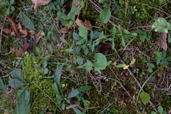 Thaspium trifoliatum trifoliatum