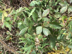 Rubus densissimus