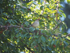 Zonotrichia leucophrys
