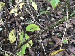 Rubus densissimus