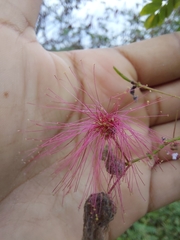 Calliandra californica