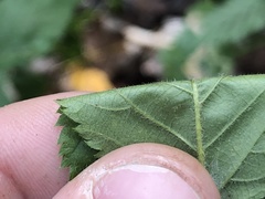 Rubus densissimus