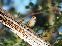 Zonotrichia atricapilla