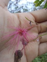 Calliandra californica