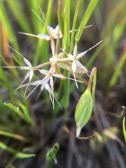 Microseris douglasii douglasii