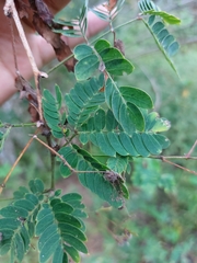 Calliandra californica
