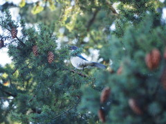 Aphelocoma californica