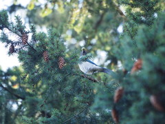 Aphelocoma californica