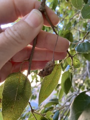 Callirhytis congregata