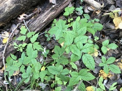 Rubus beamanii
