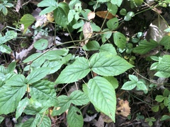 Rubus beamanii
