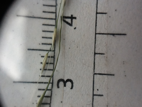 Slim-flowered Muhly