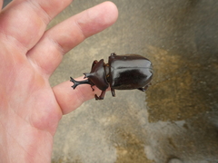 Trypoxylus dichotomus