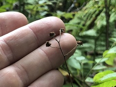 Rubus beamanii