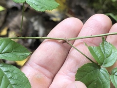 Rubus beamanii