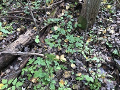 Rubus beamanii