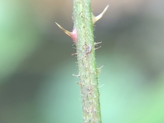 Rubus beamanii