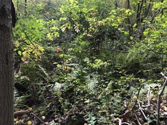 Rubus beamanii