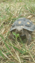 Gopherus berlandieri